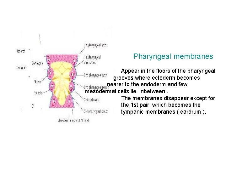 Pharyngeal membranes Appear in the floors of the pharyngeal grooves where ectoderm becomes nearer