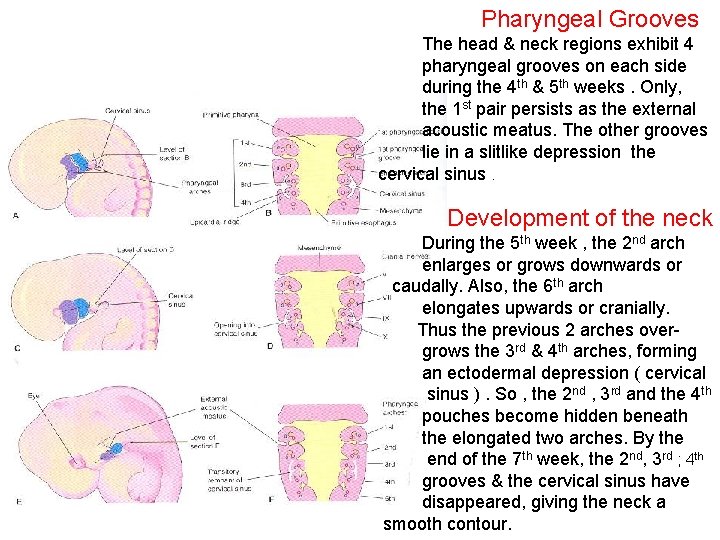 Pharyngeal Grooves The head & neck regions exhibit 4 pharyngeal grooves on each side