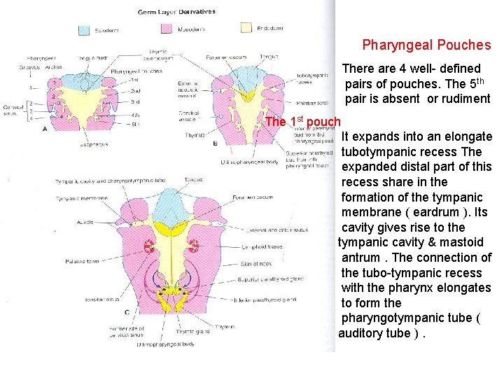 Pharyngeal Pouches There are 4 well- defined pairs of pouches. The 5 th pair