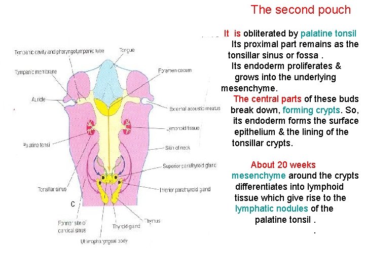 The second pouch It is obliterated by palatine tonsil Its proximal part remains as