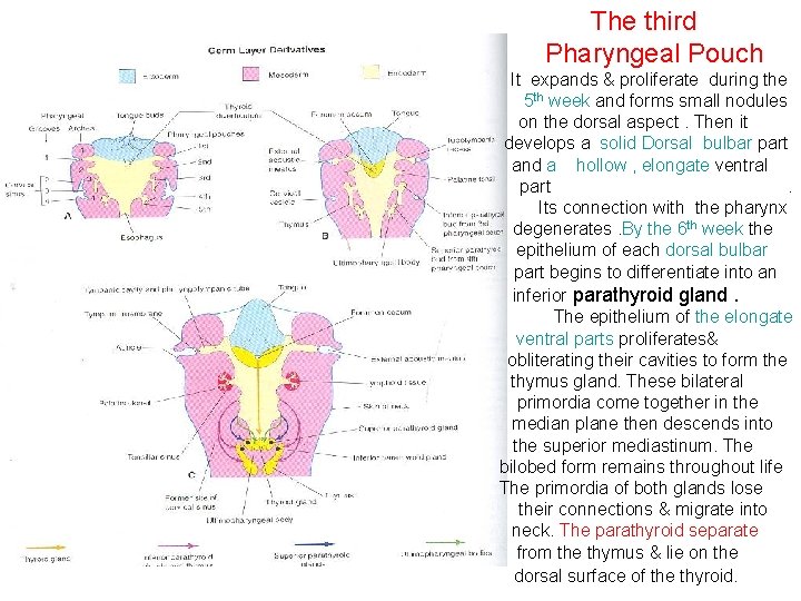 The third Pharyngeal Pouch It expands & proliferate during the 5 th week and