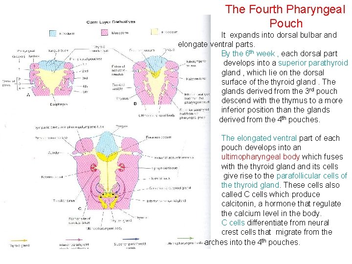 The Fourth Pharyngeal Pouch It expands into dorsal bulbar and elongate ventral parts. By