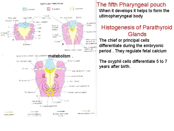 The fifth Pharyngeal pouch When it develops it helps to form the ultimopharyngeal body