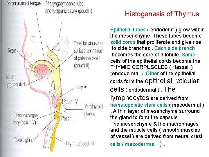 Histogenesis of Thymus Epithelial tubes ( endoderm ) grow within the mesenchyme. These tubes