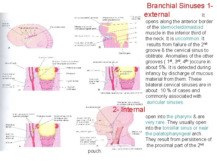 Branchial Sinuses 1 external It opens along the anterior border of the sternocleidomastoid muscle