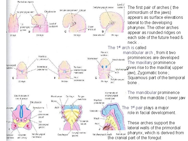 The first pair of arches ( the primordium of the jaws) appears as surface