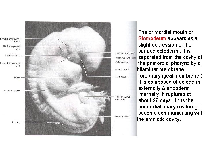 The primordial mouth or Stomodeum appears as a slight depression of the surface ectoderm.