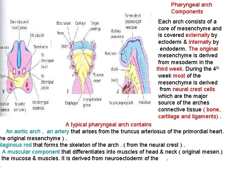 Pharyngeal arch Components Each arch consists of a core of mesenchyme and is covered
