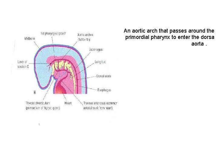 An aortic arch that passes around the primordial pharynx to enter the dorsa aorta.