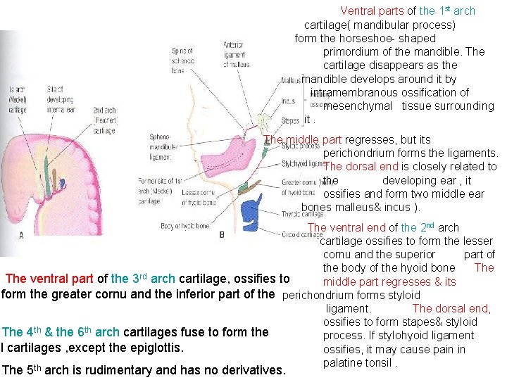 Ventral parts of the 1 st arch cartilage( mandibular process) form the horseshoe- shaped