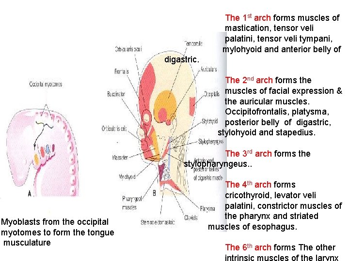 The 1 st arch forms muscles of mastication, tensor veli palatini, tensor veli tympani,