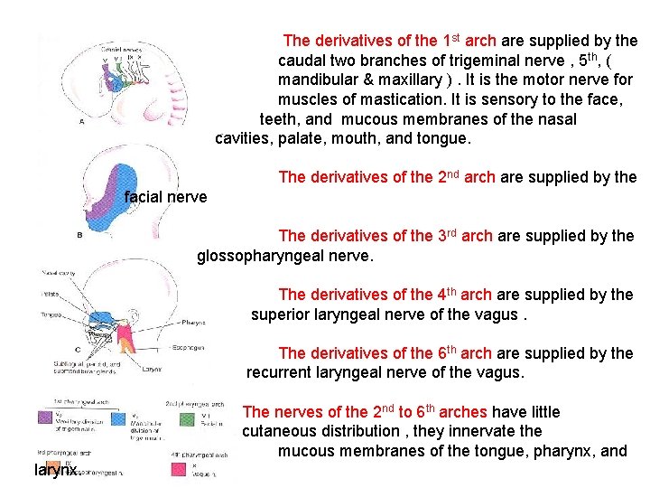 The derivatives of the 1 st arch are supplied by the caudal two branches