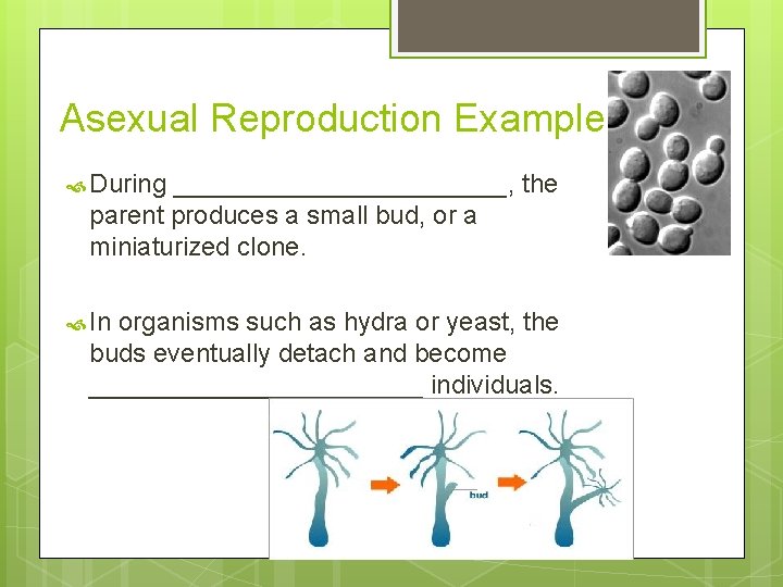 Asexual Reproduction Example During ____________, the parent produces a small bud, or a miniaturized