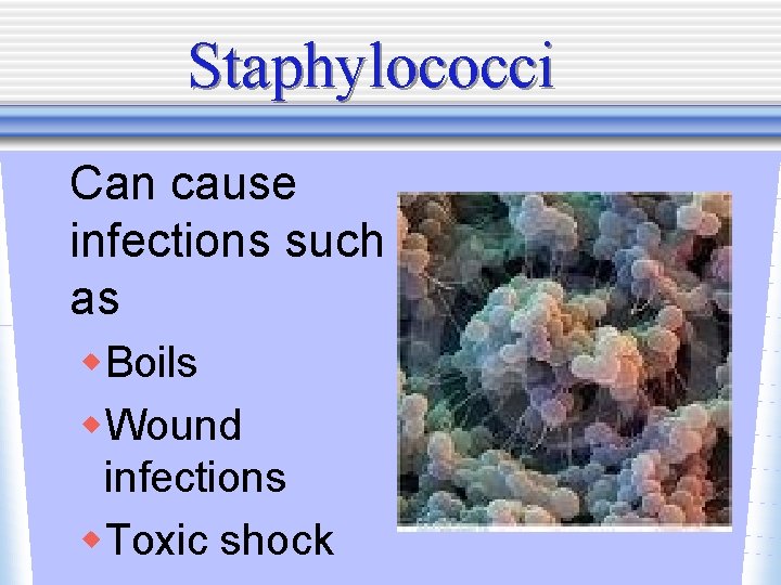 Staphylococci Can cause infections such as w. Boils w. Wound infections w. Toxic shock
