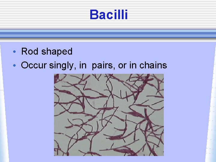 Bacilli • Rod shaped • Occur singly, in pairs, or in chains 