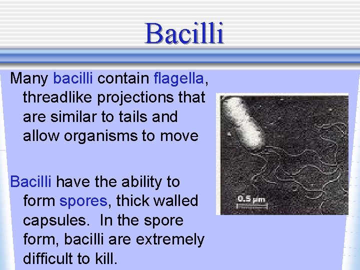 Bacilli Many bacilli contain flagella, threadlike projections that are similar to tails and allow
