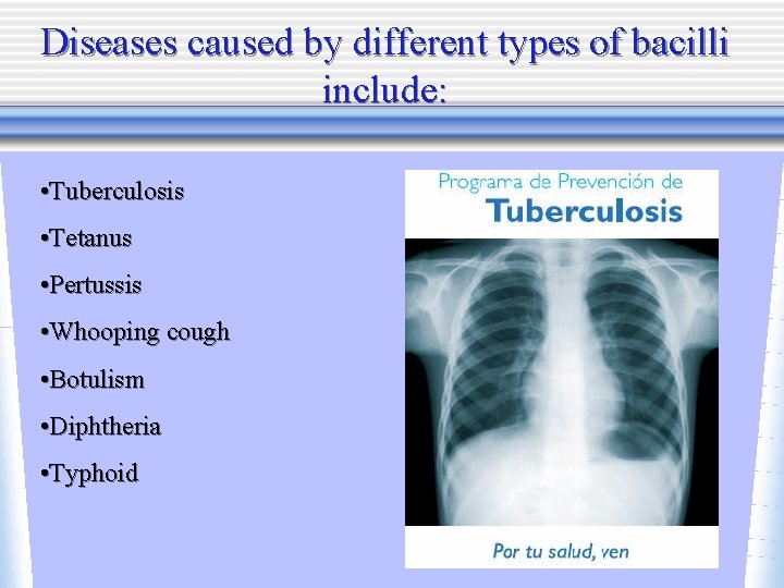 Diseases caused by different types of bacilli include: • Tuberculosis • Tetanus • Pertussis