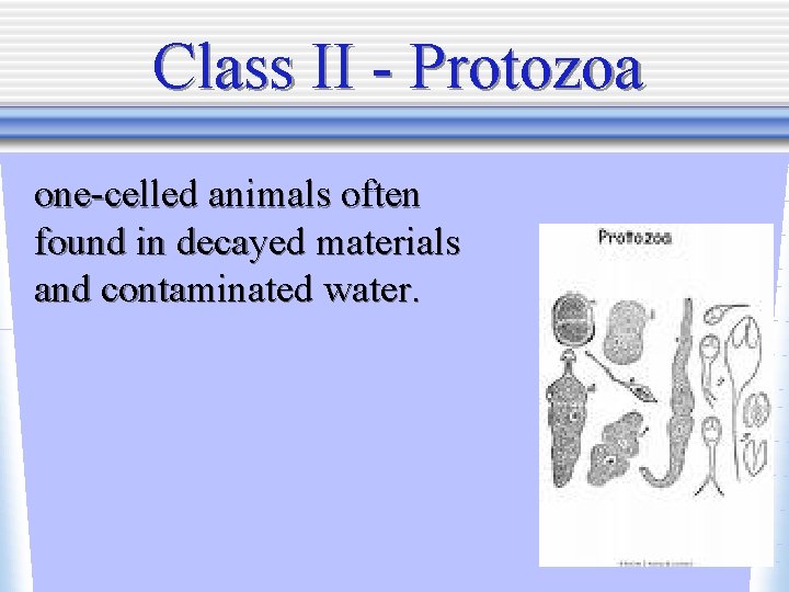Class II - Protozoa one-celled animals often found in decayed materials and contaminated water.