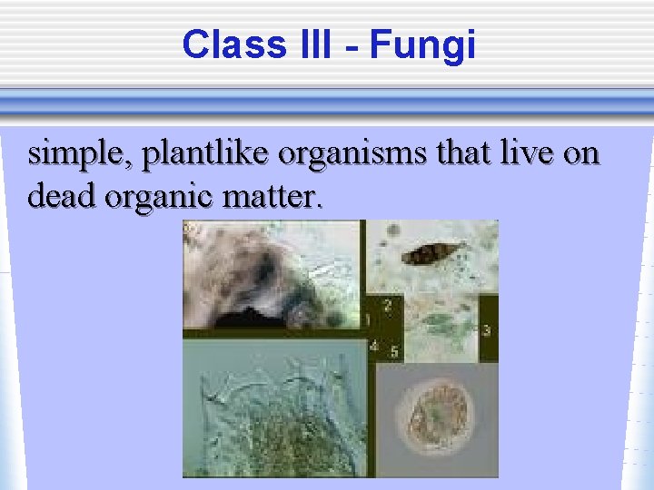 Class III - Fungi simple, plantlike organisms that live on dead organic matter. 