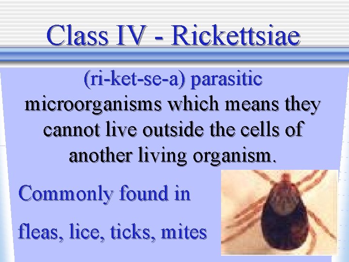 Class IV - Rickettsiae (ri-ket-se-a) parasitic microorganisms which means they cannot live outside the