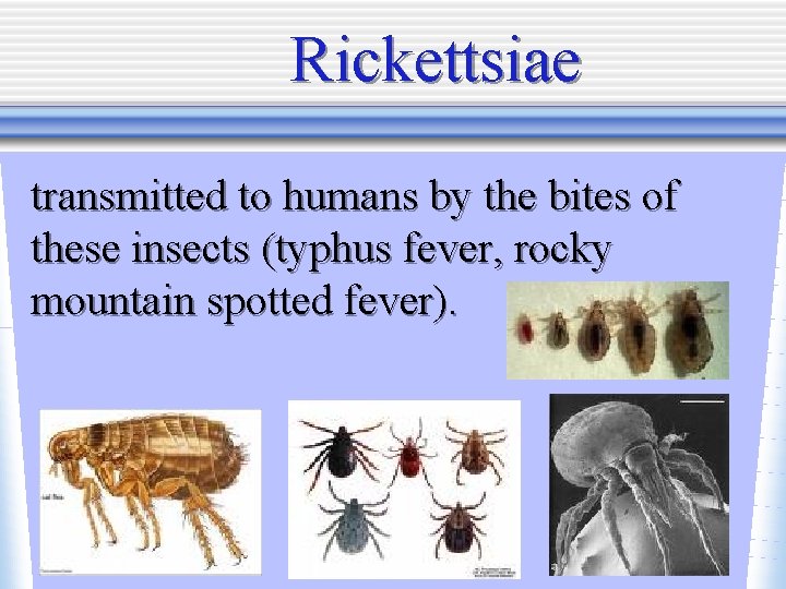 Rickettsiae transmitted to humans by the bites of these insects (typhus fever, rocky mountain