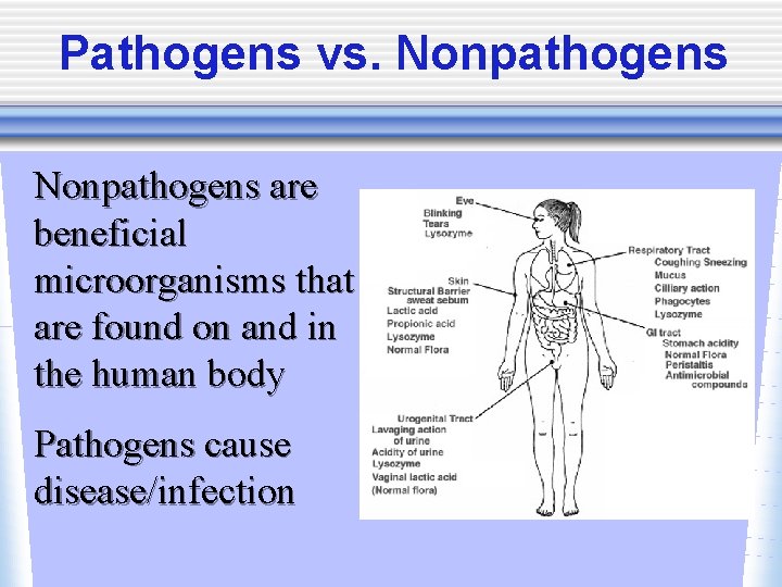 Pathogens vs. Nonpathogens are beneficial microorganisms that are found on and in the human