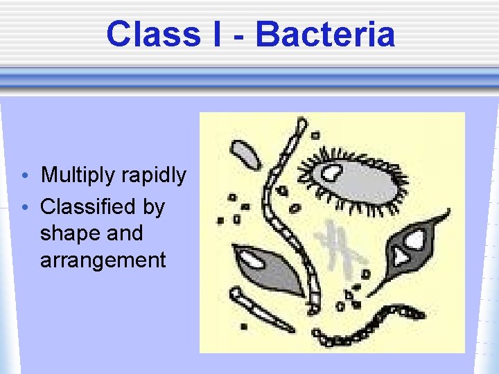Class I - Bacteria • Multiply rapidly • Classified by shape and arrangement 