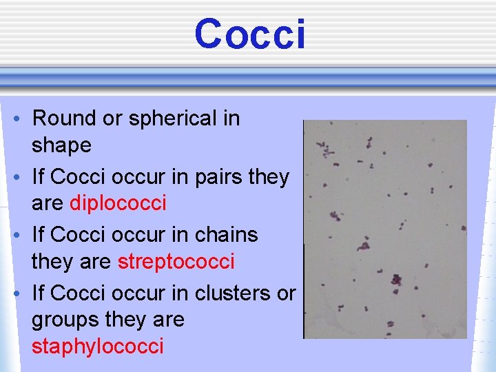 Cocci • Round or spherical in shape • If Cocci occur in pairs they