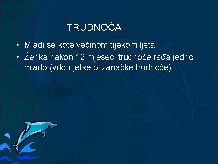 TRUDNOĆA • Mladi se kote većinom tijekom ljeta • Ženka nakon 12 mjeseci trudnoće