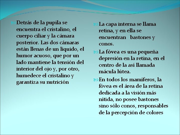  Detrás de la pupila se encuentra el cristalino, el cuerpo ciliar y la