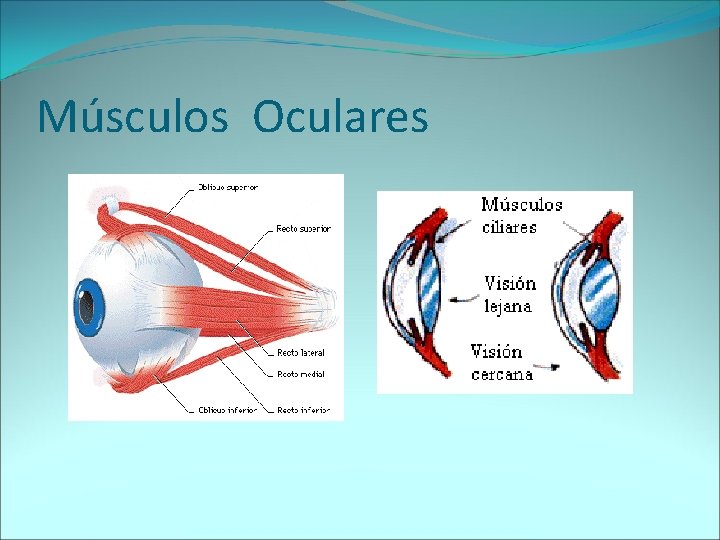 Músculos Oculares 