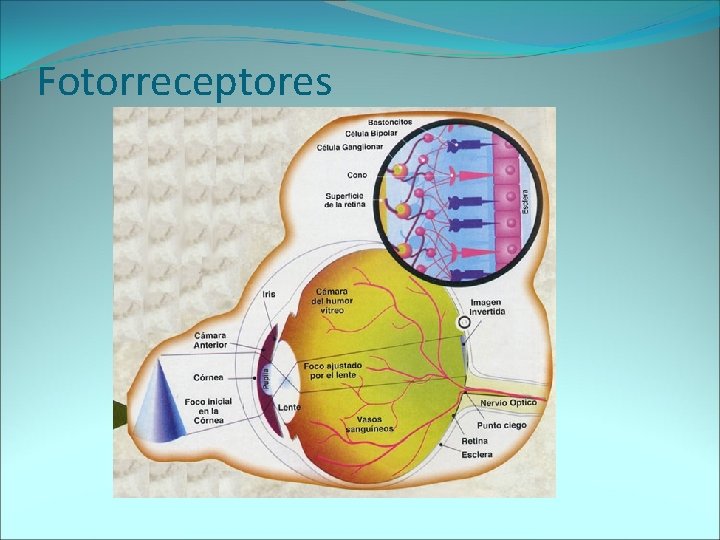 Fotorreceptores 