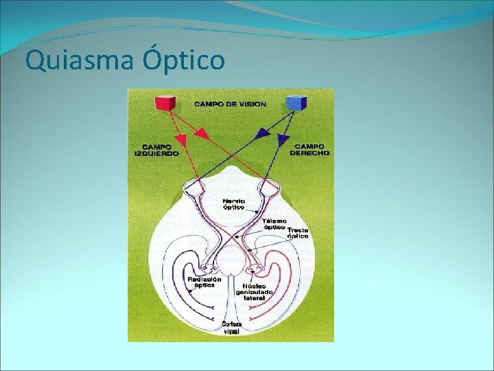 Quiasma Óptico 