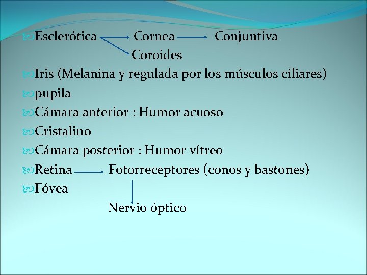  Esclerótica Cornea Conjuntiva Coroides Iris (Melanina y regulada por los músculos ciliares) pupila