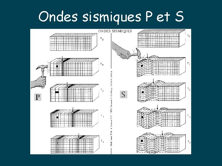 Ondes sismiques P et S 