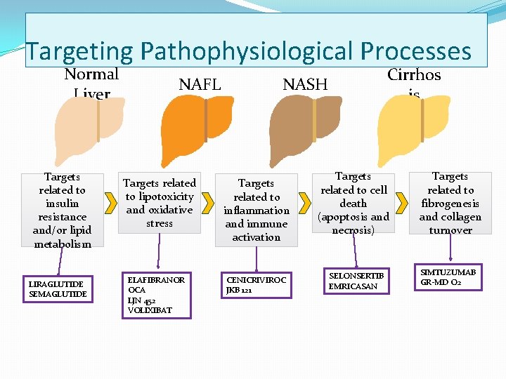 Targeting Pathophysiological Processes Normal Liver Targets related to insulin resistance and/or lipid metabolism LIRAGLUTIDE