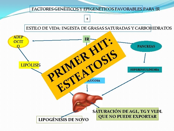 FACTORES GENÉTICOS Y EPIGENÉTICOS FAVORABLES PARA IR + ESTILO DE VIDA: INGESTA DE GRASAS
