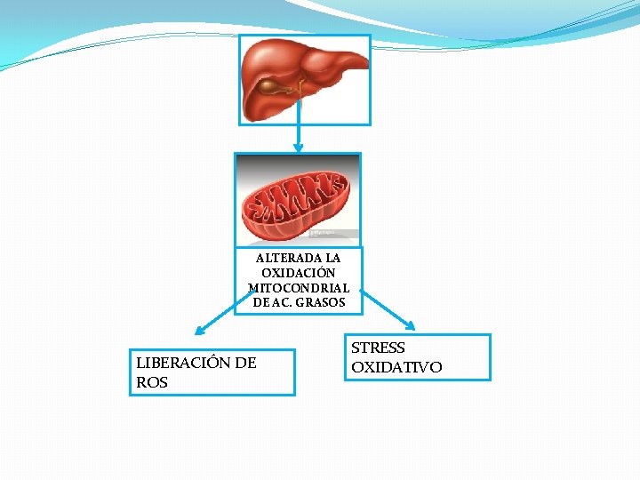ALTERADA LA OXIDACIÓN MITOCONDRIAL DE AC. GRASOS LIBERACIÓN DE ROS STRESS OXIDATIVO 