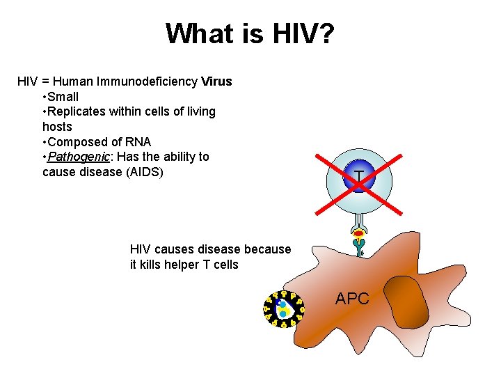 What is HIV? HIV = Human Immunodeficiency Virus • Small • Replicates within cells