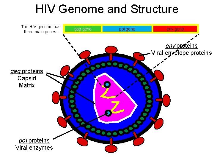 HIV Genome and Structure The HIV genome has three main genes… gag gene pol