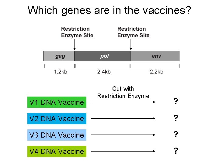 Which genes are in the vaccines? V 1 DNA Vaccine Cut with Restriction Enzyme