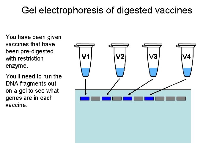 Gel electrophoresis of digested vaccines You have been given vaccines that have been pre-digested