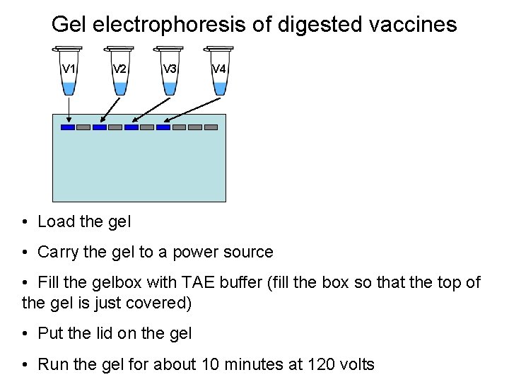 Gel electrophoresis of digested vaccines V 1 V 2 V 3 V 4 •