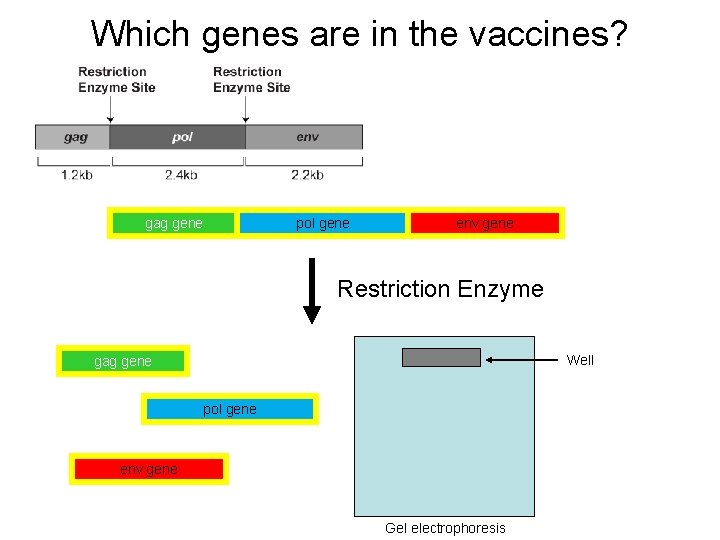 Which genes are in the vaccines? gag gene pol gene env gene Restriction Enzyme