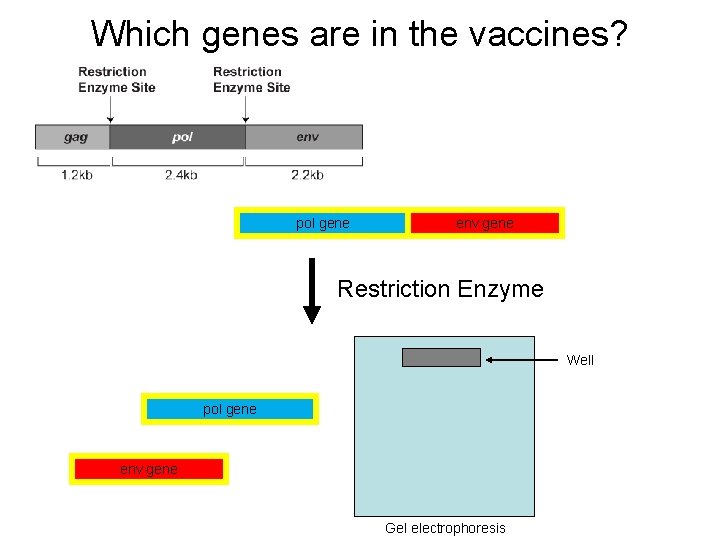 Which genes are in the vaccines? pol gene env gene Restriction Enzyme Well pol