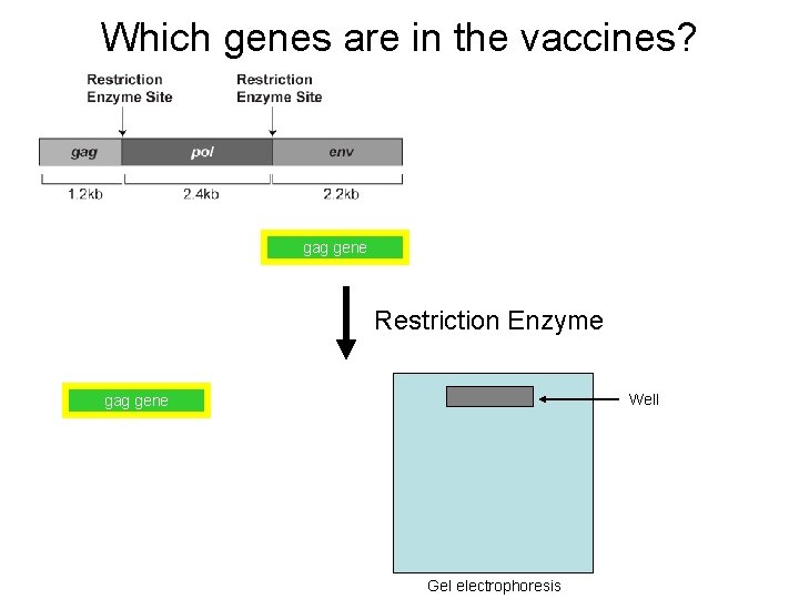Which genes are in the vaccines? gag gene Restriction Enzyme Well gag gene Gel