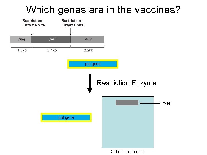 Which genes are in the vaccines? pol gene Restriction Enzyme Well pol gene Gel