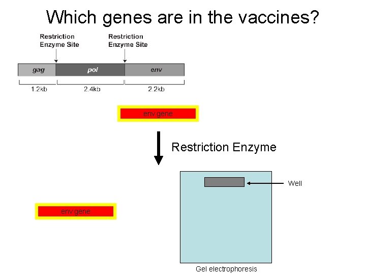 Which genes are in the vaccines? env gene Restriction Enzyme Well env gene Gel
