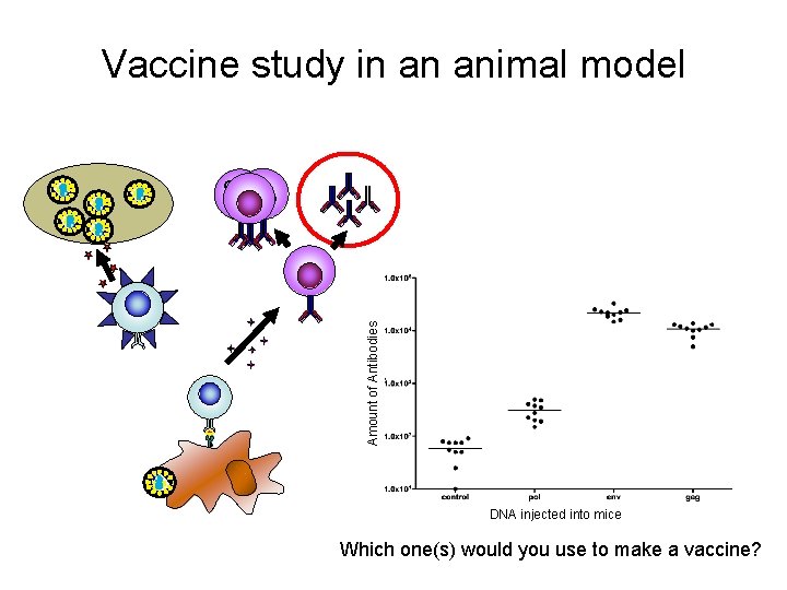 Vaccine study in an animal model Amount of Antibodies BB DNA injected into mice