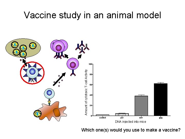 Vaccine study in an animal model Amount of cytotoxic T-cell Activity BB DNA injected
